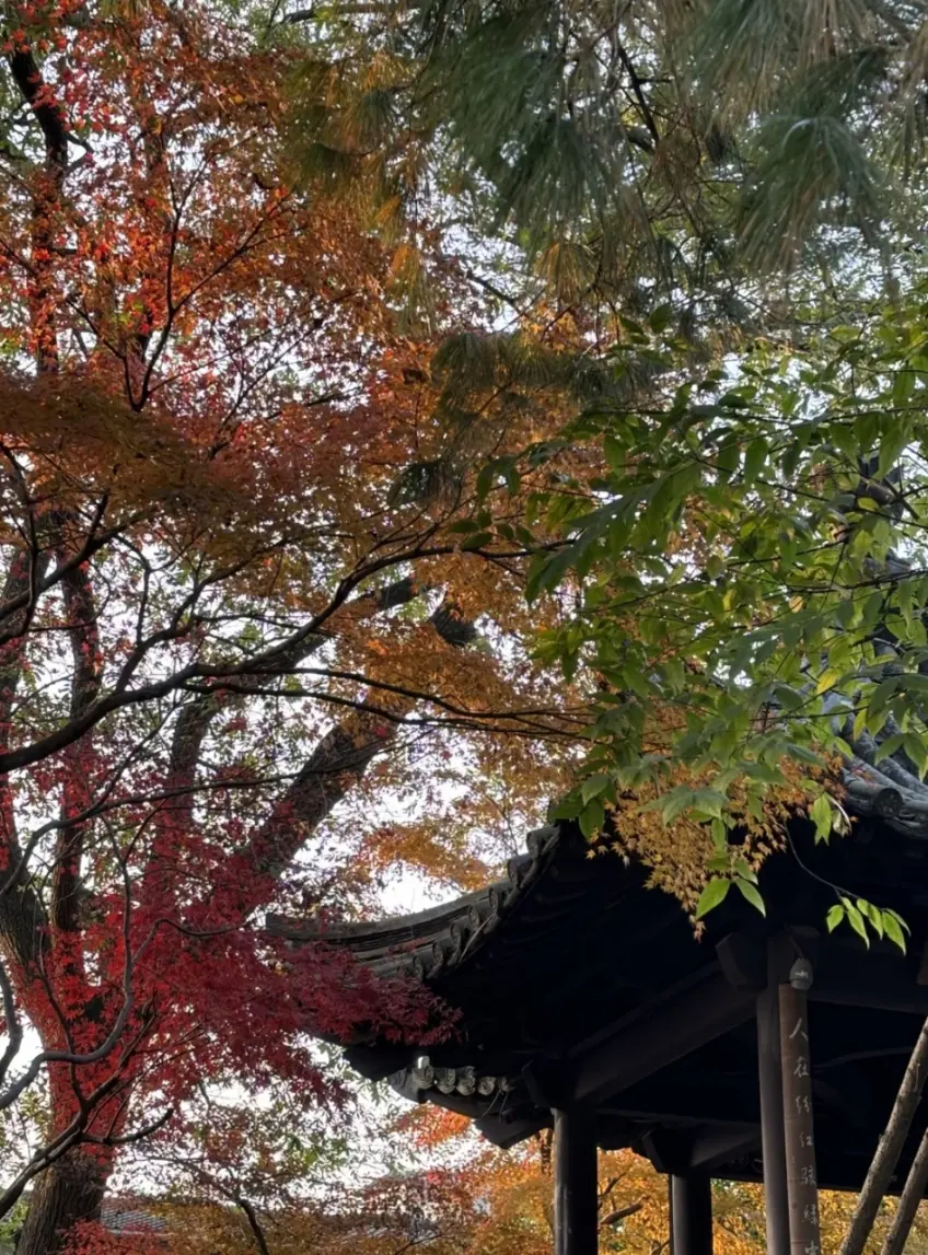 亭角飛簷前景紅黃楓葉與松枝