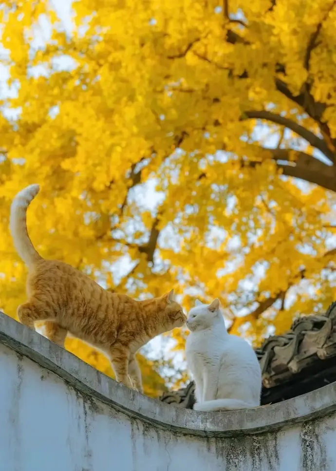 西园寺