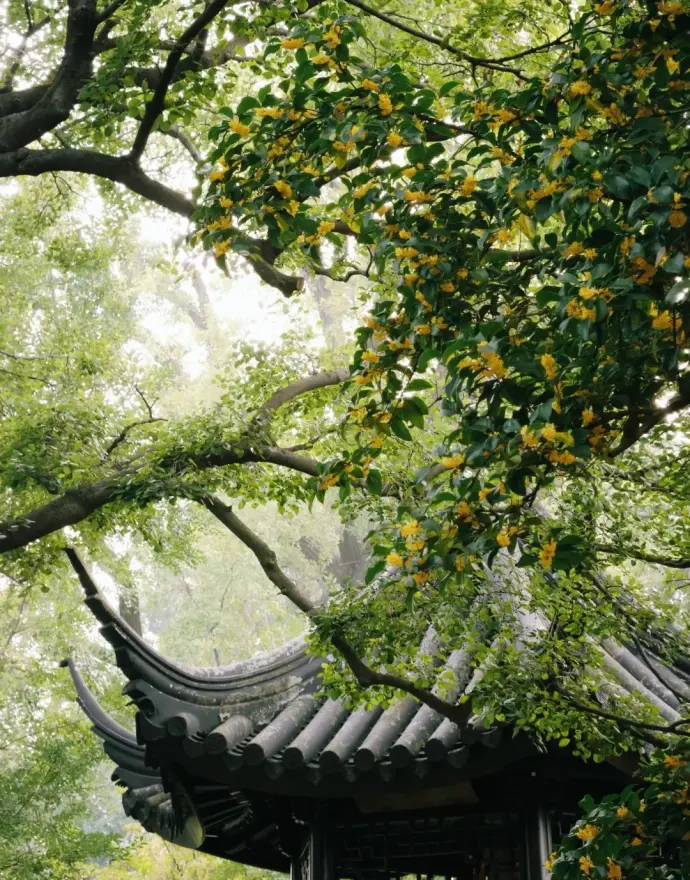 闻木樨香轩