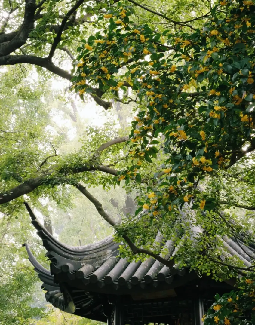 闻木樨香轩飞檐与枝头金黄桂花