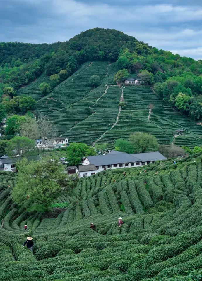 龙井村