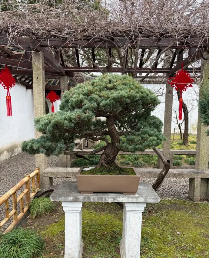 留园盆景