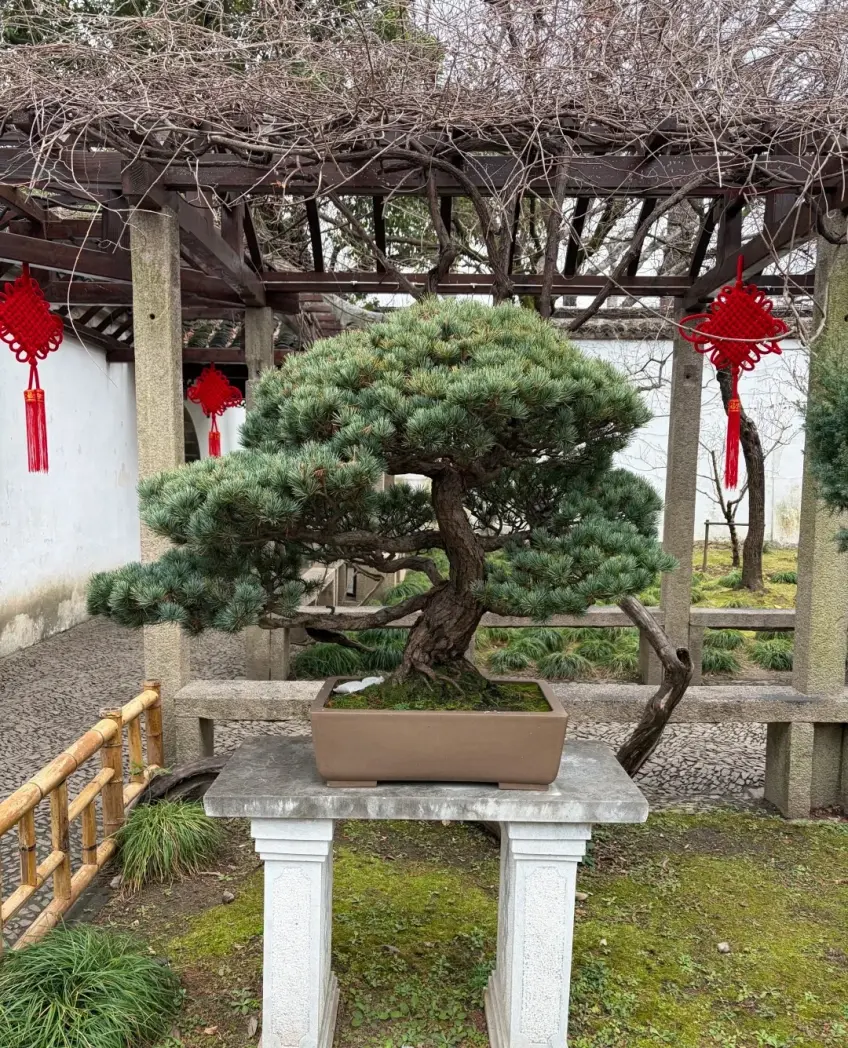 留园廊下松树盆景与红色中国结