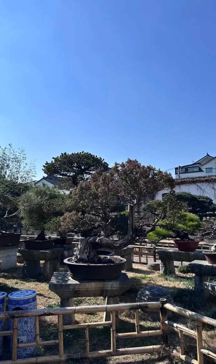 盆景园