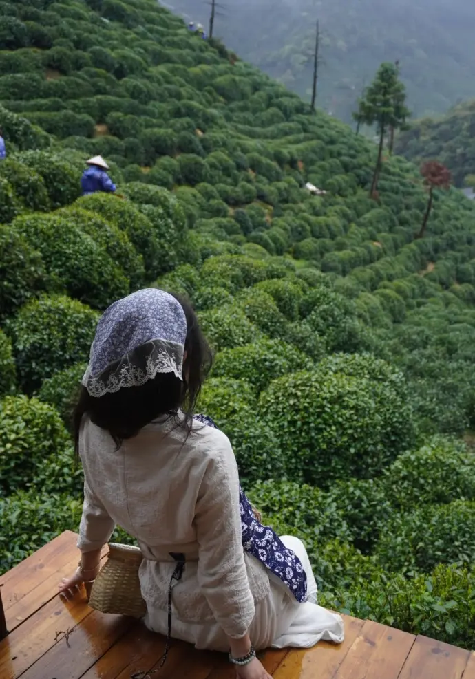 龙井茶园观景台