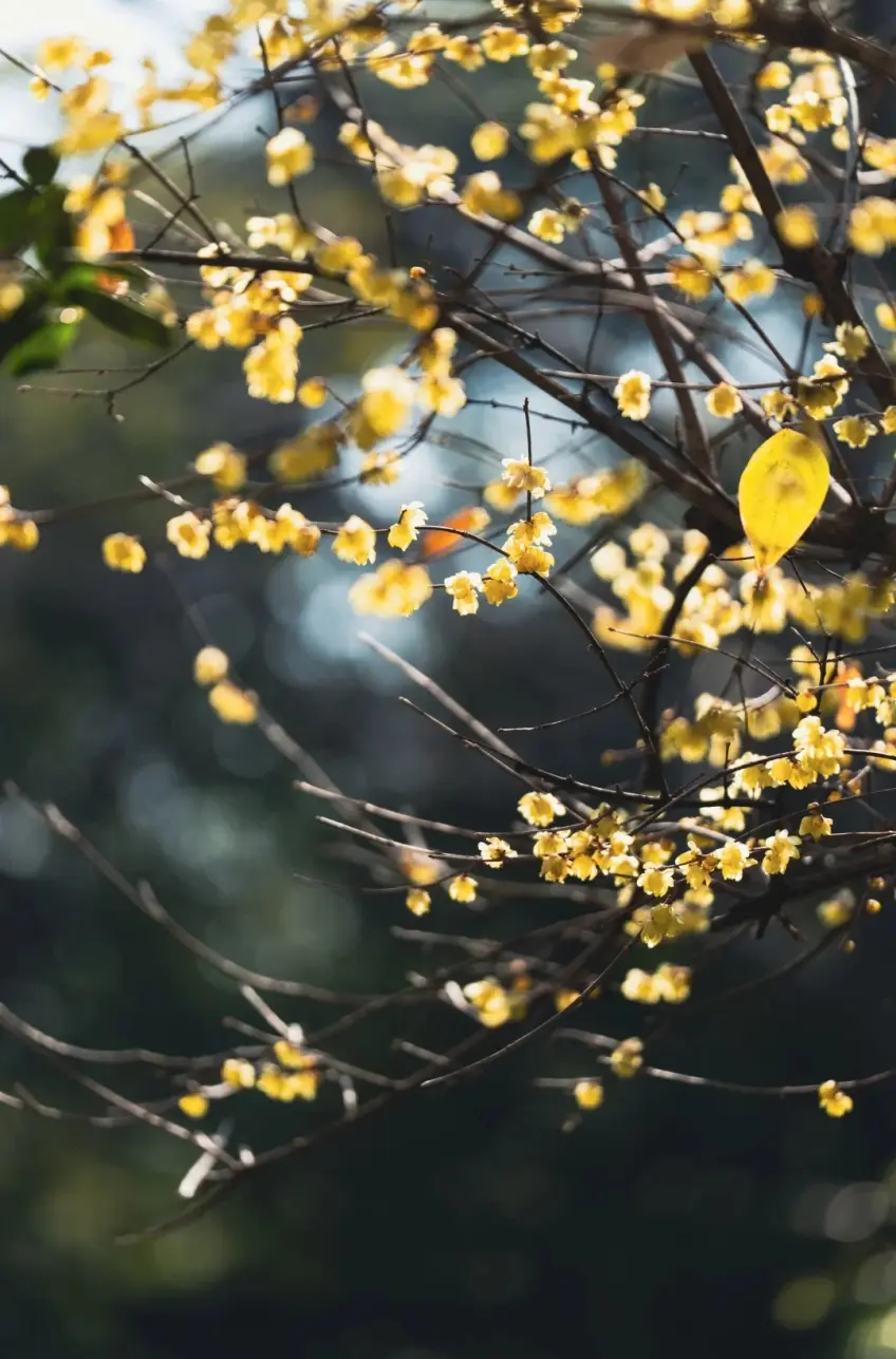 留園臘梅近景黃花枝條