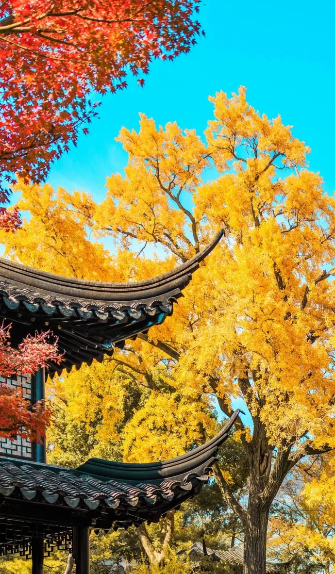 留园银杏秋景