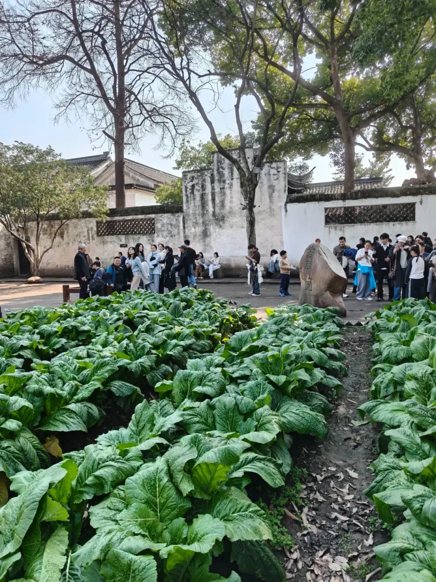 百草園菜畦青綠與遊客圍觀立石