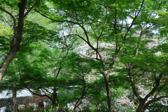 虎丘