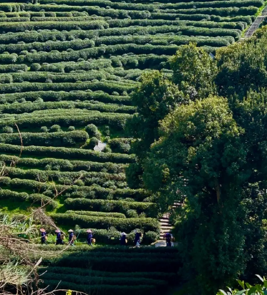 句容茅山周邊茶園綠壟近景豎圖