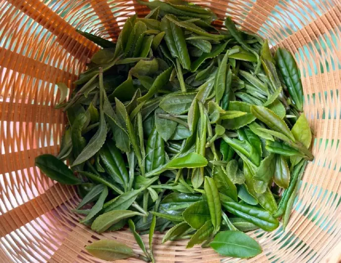 龙井村茶叶