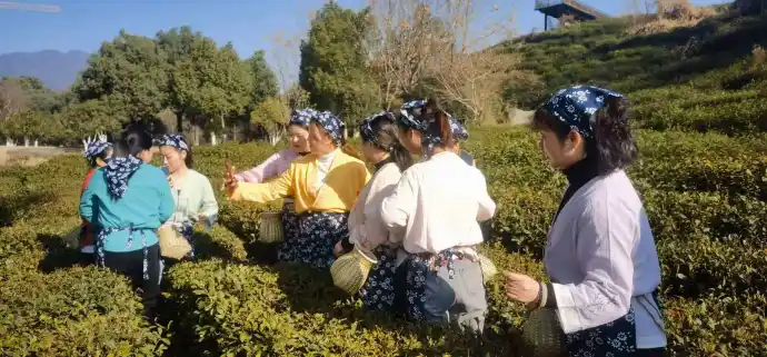 龙井村合照