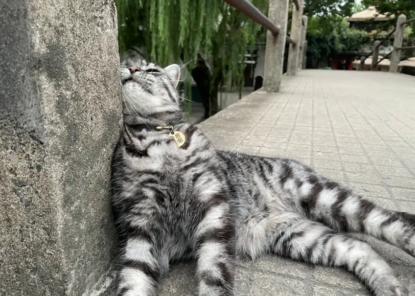 南浔石桥栏杆狸花猫打盹横图