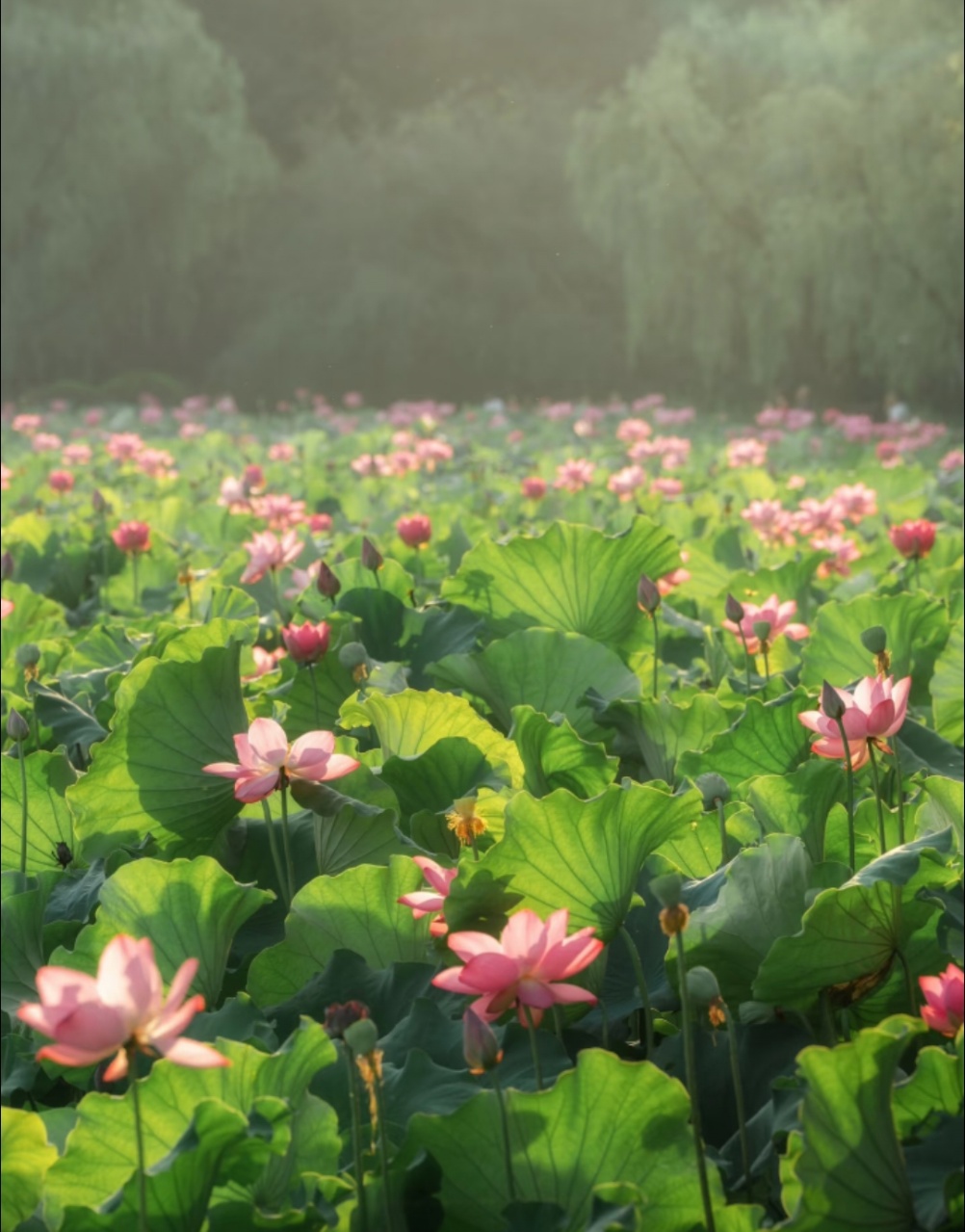 西湖