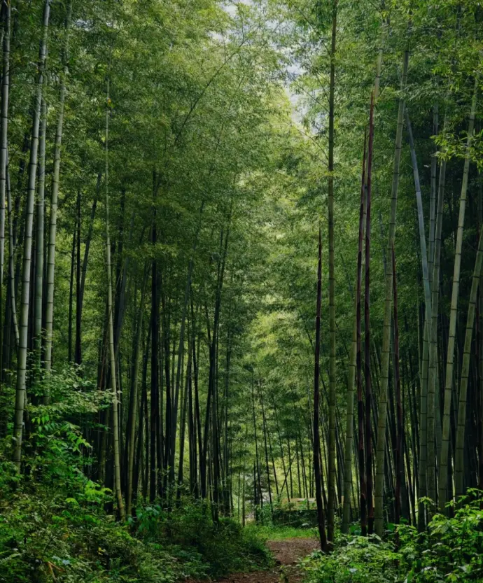 竹林