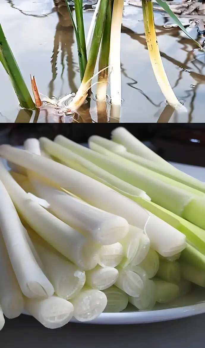 蒲菜