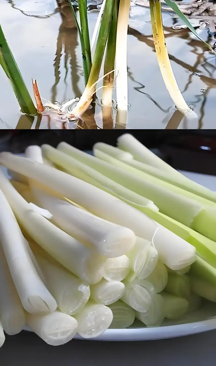 蒲菜水生與去皮拼版示意