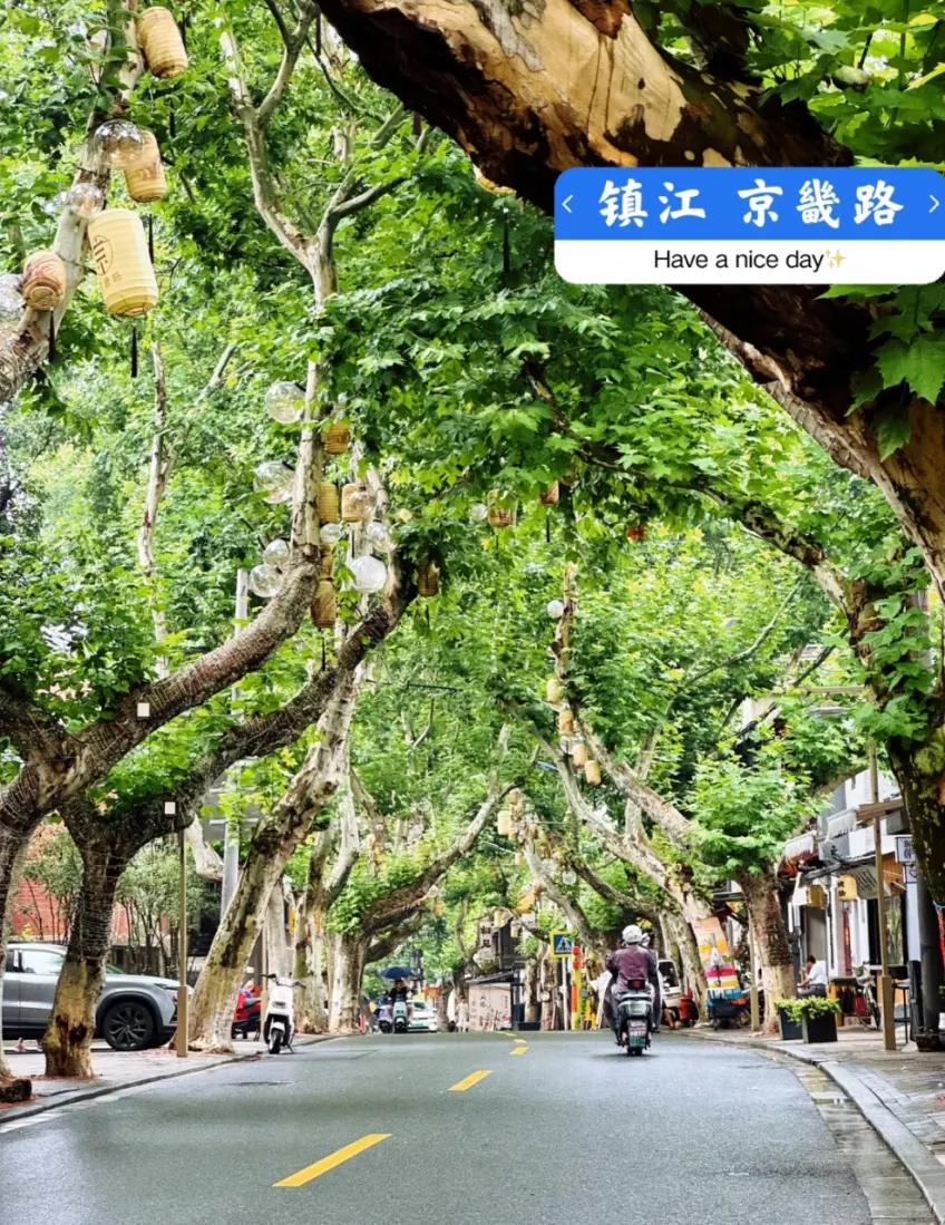 京畿路雨后梧桐隧道