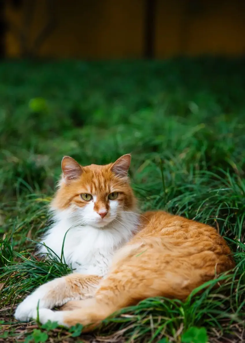 西园寺草地躺卧橘白长毛猫