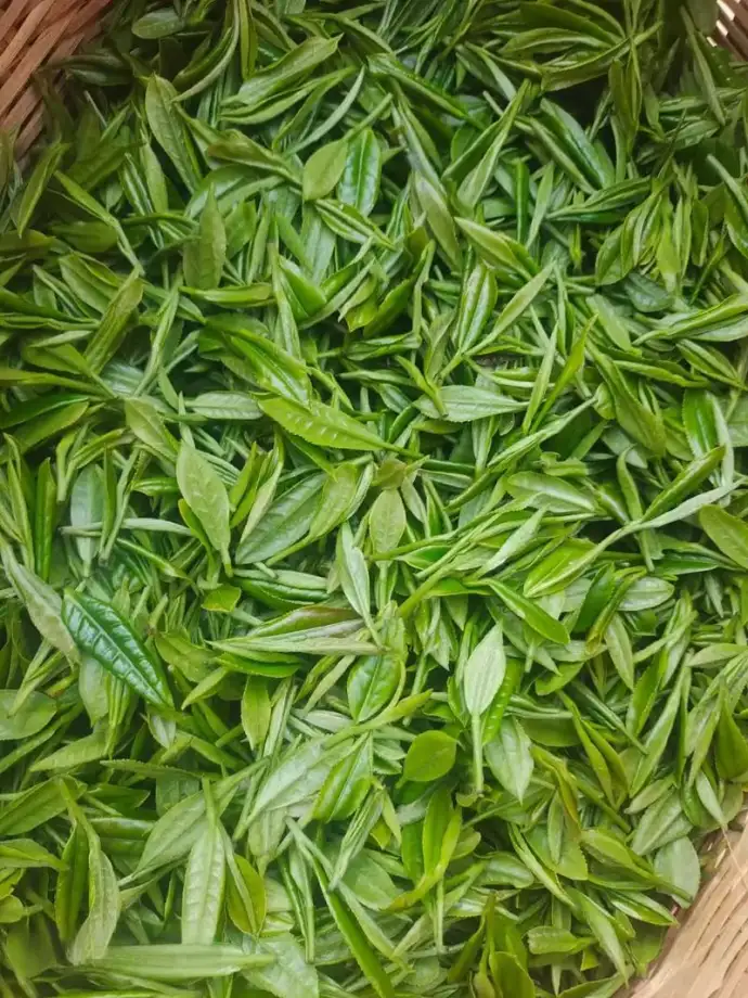 野茶