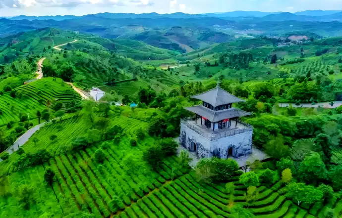 茶园