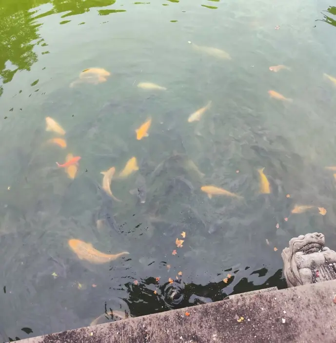镇江喂鱼