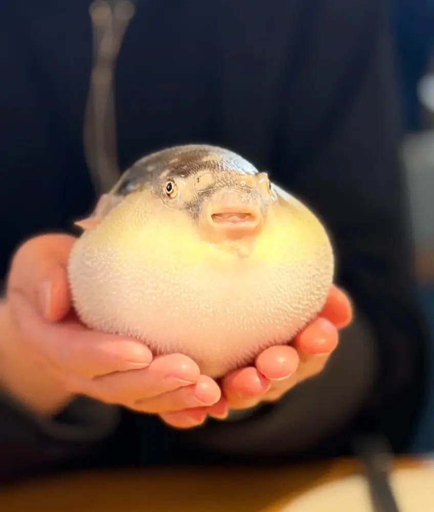 雙手托起圓鼓脹氣河豚