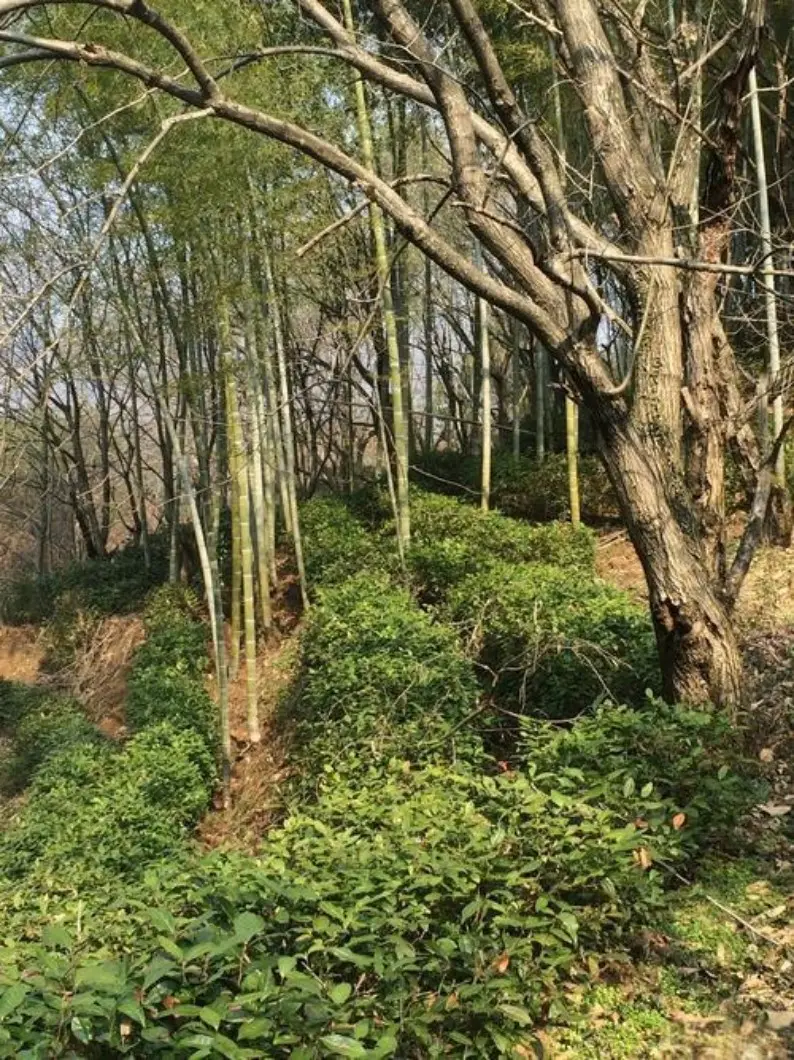 深山坡地灌叢竹林與枯枝近景