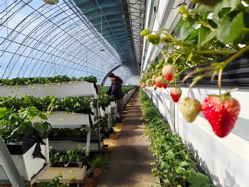 句容山腳農家大棚菜畦田園