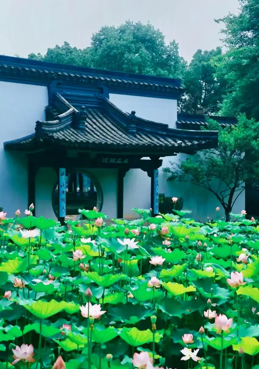 粉荷與黑瓦古建