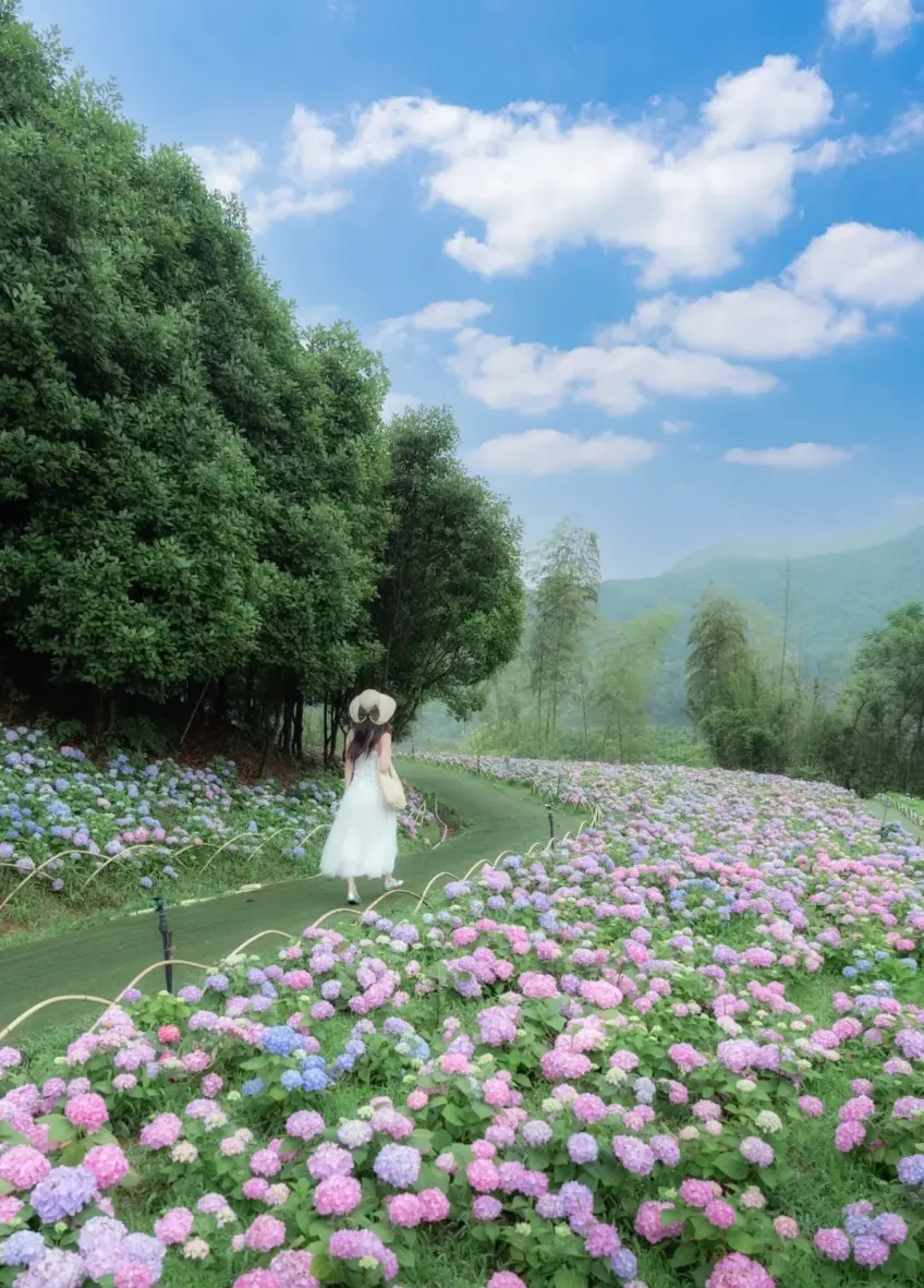繡球園小徑遊人背影