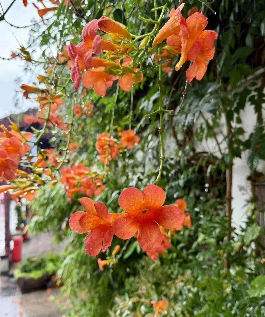 雨中凌霄橙花特寫