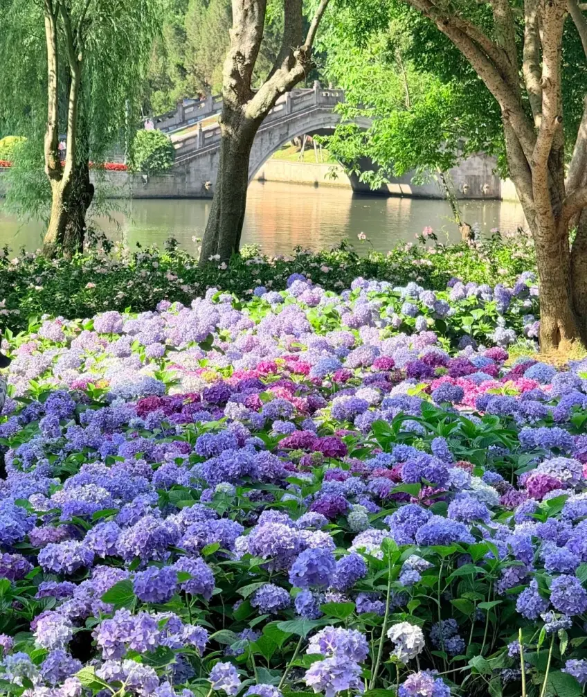 繡球近景石橋水面
