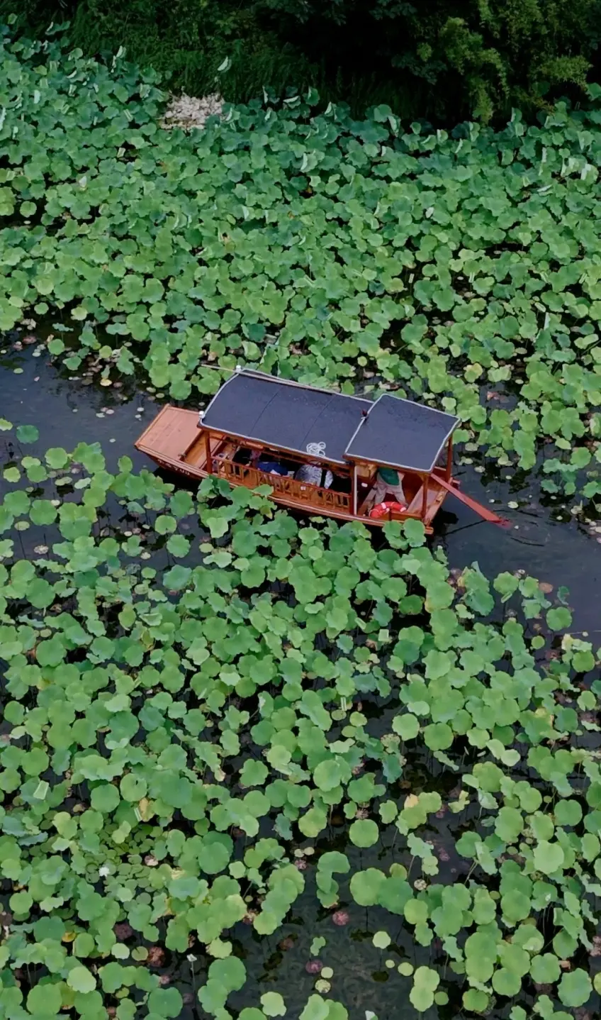烏篷船穿行荷葉水面