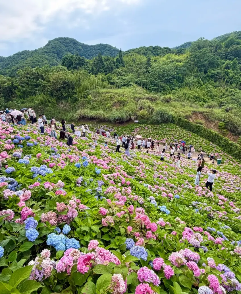 山坡繡球花海與遊客