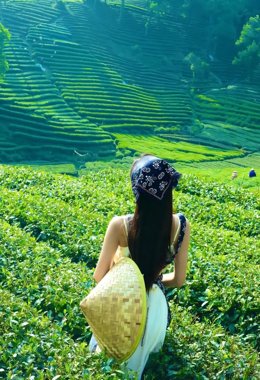 西湖邊茶園梯田景觀