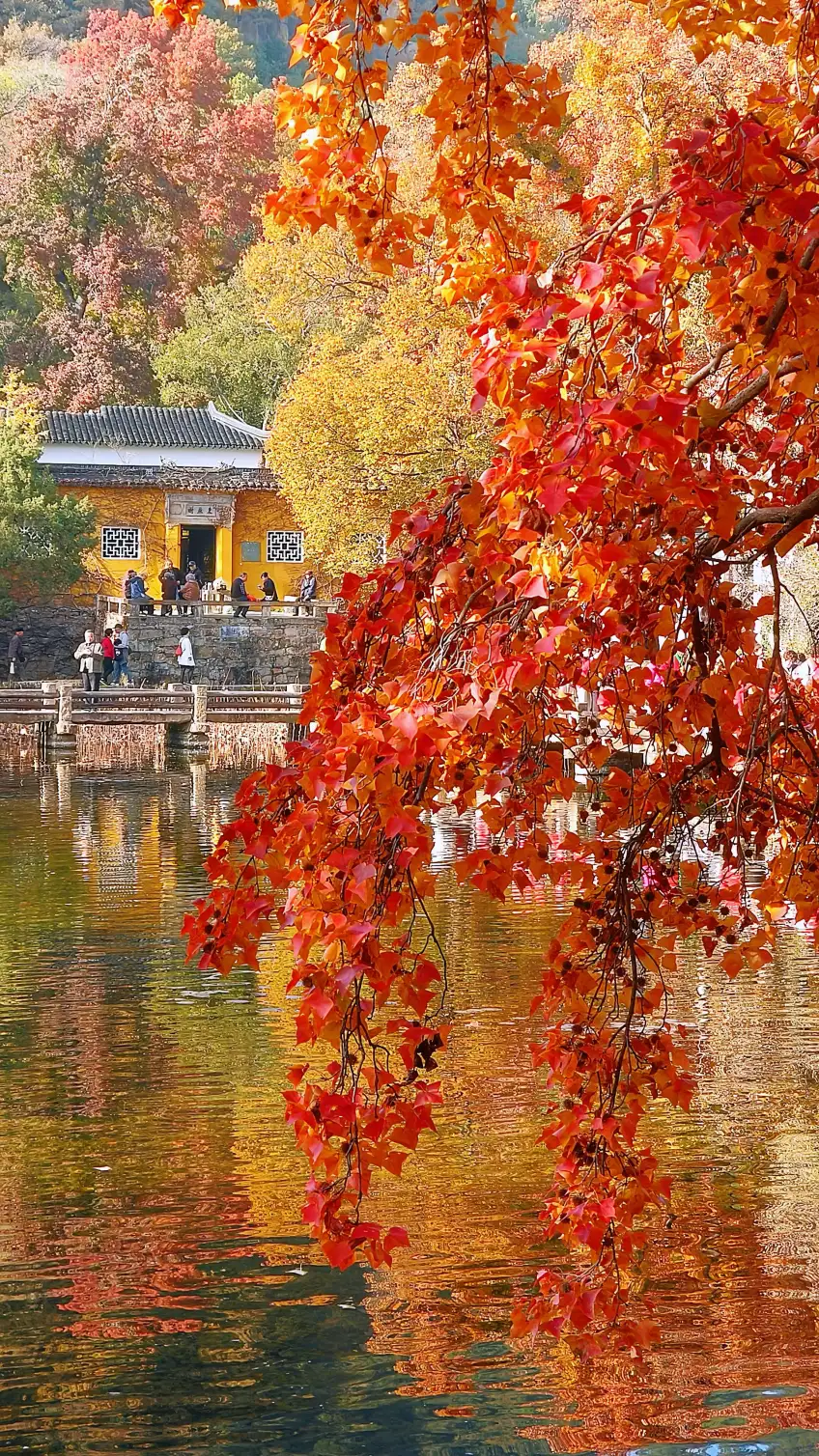 天平山紅楓枝下黃牆水岸豎圖