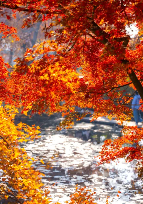 天平山赏枫攻略｜430年古枫、五色奇景、红叶映古刹，中国赏枫最美圣地之一