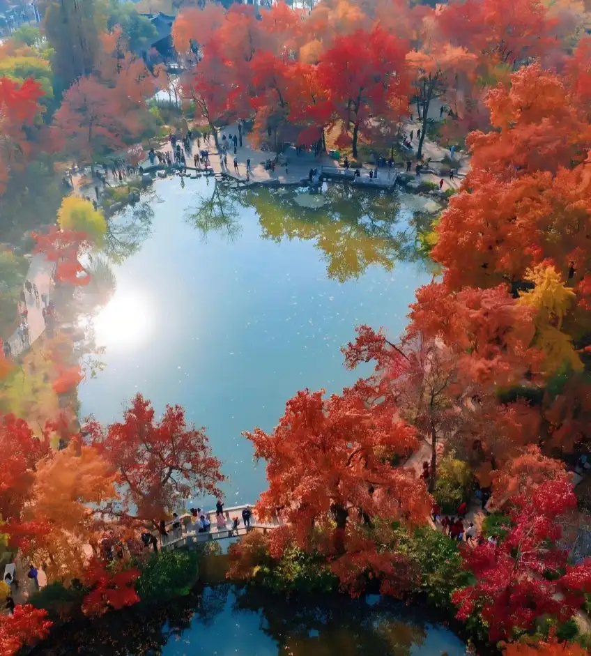 天平山秋季紅楓古樹特寫