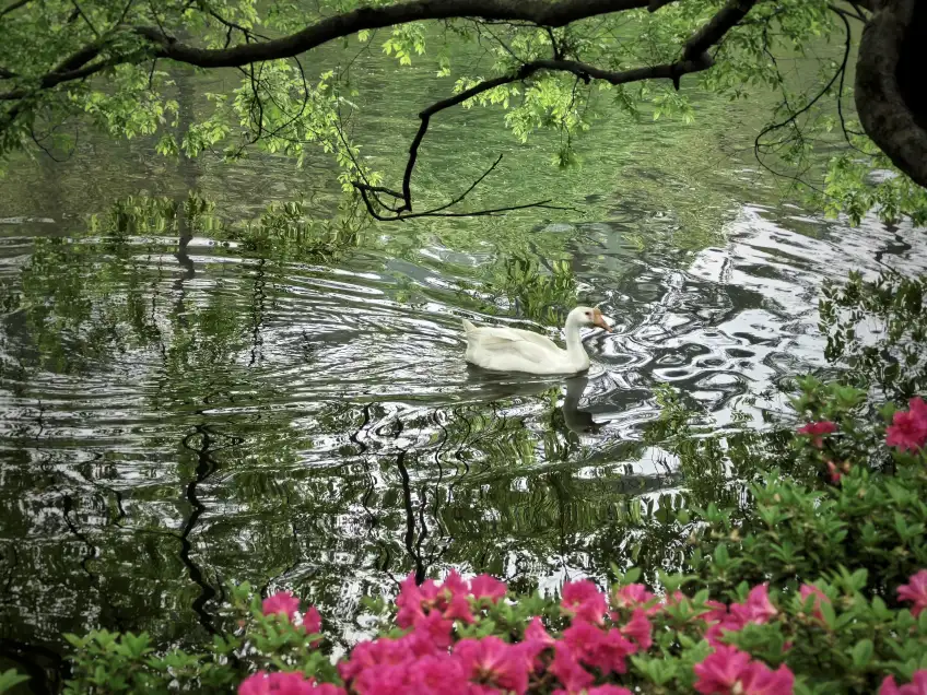 蘇州天平山水塘白天鵝粉杜鵑橫圖