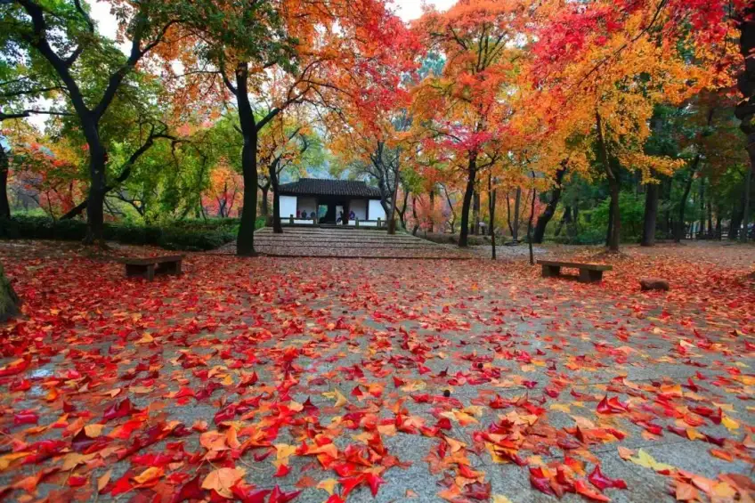 天平山紅葉鋪地與白牆古亭廊簷