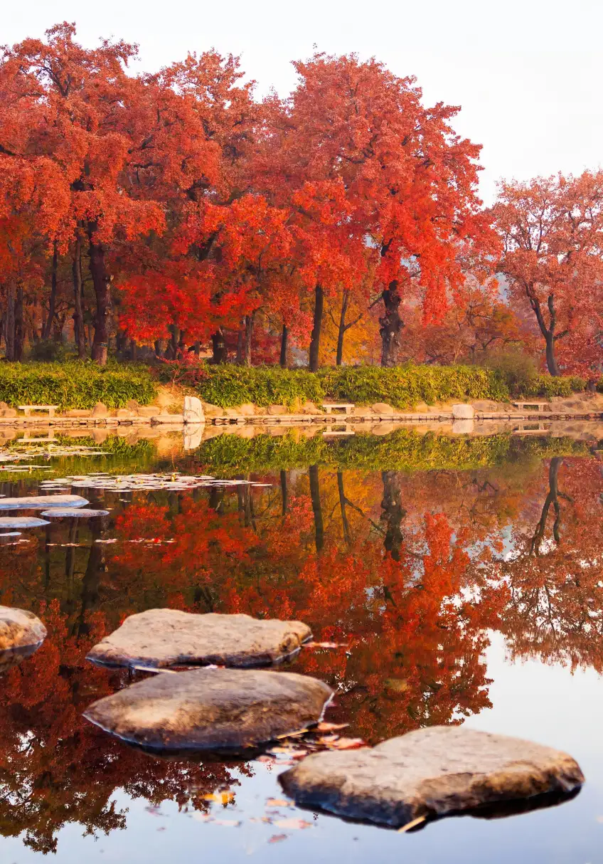 天平山池岸紅楓倒影與石汀近景