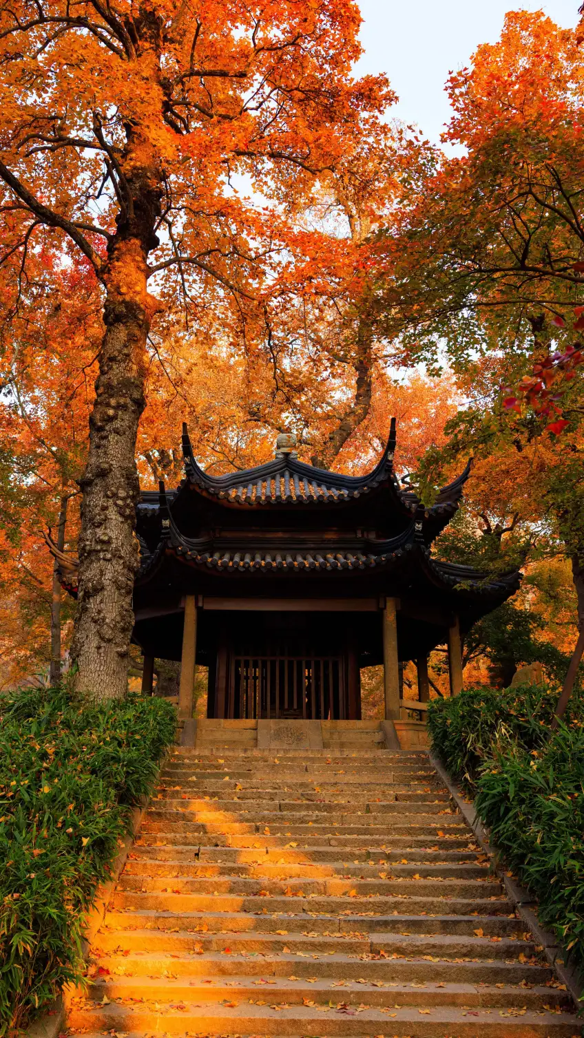 紅楓掩映石階通向亭廊示意
