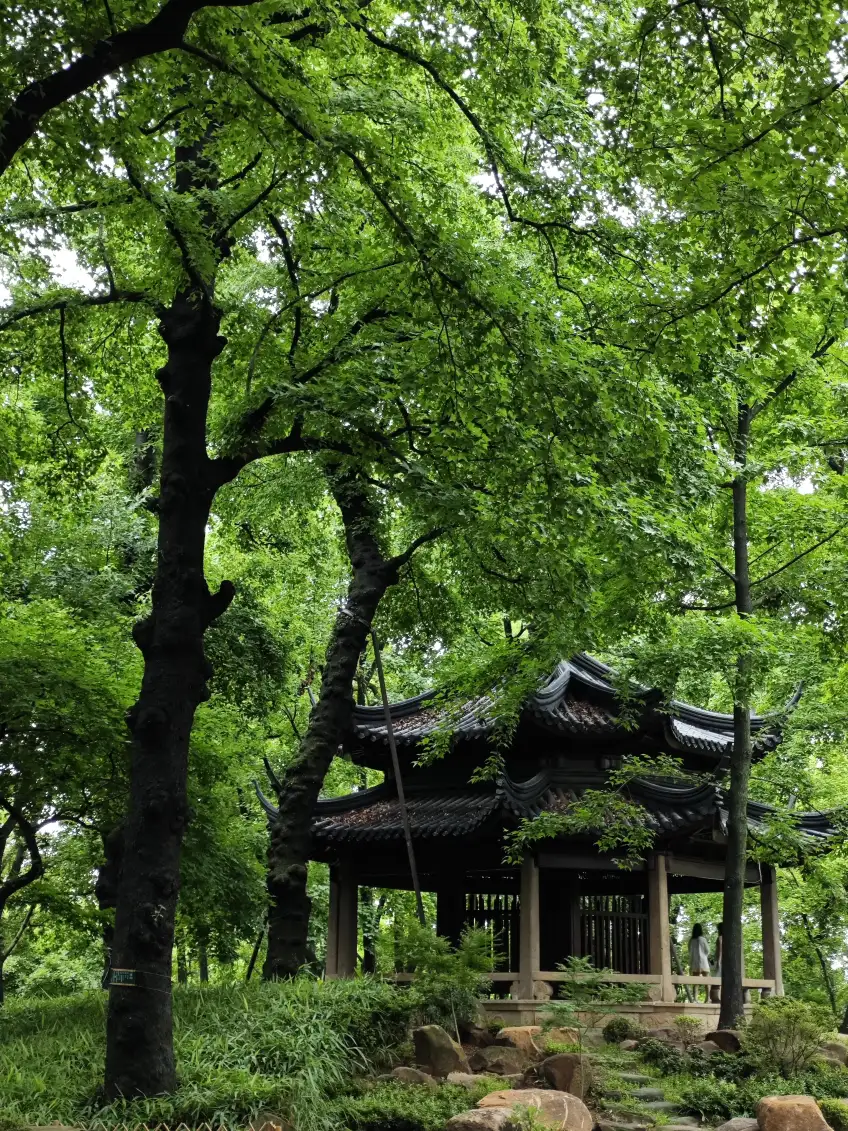 綠蔭環抱雙簷亭與石徑示意