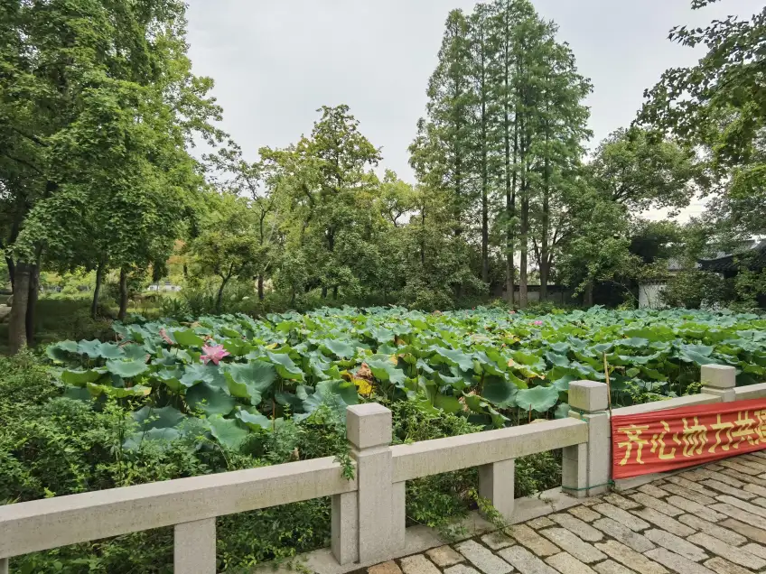 天平山賞荷