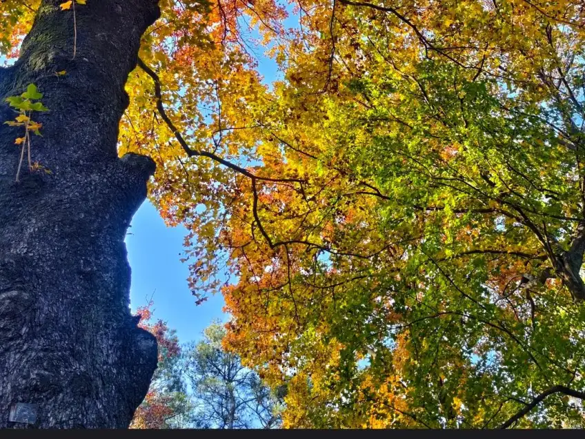天平山林蔭古楓斑駁光影
