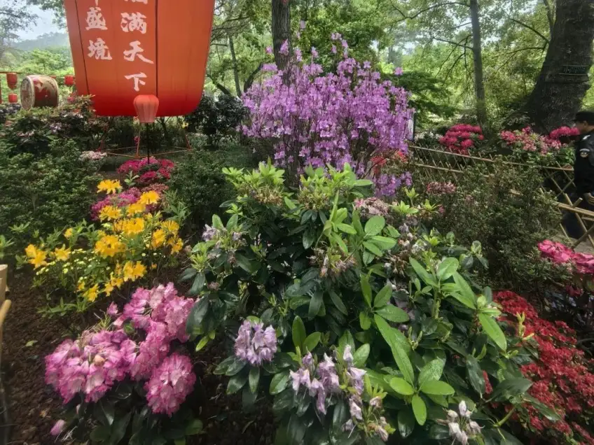 天平山杜鵑花叢與紅燈籠