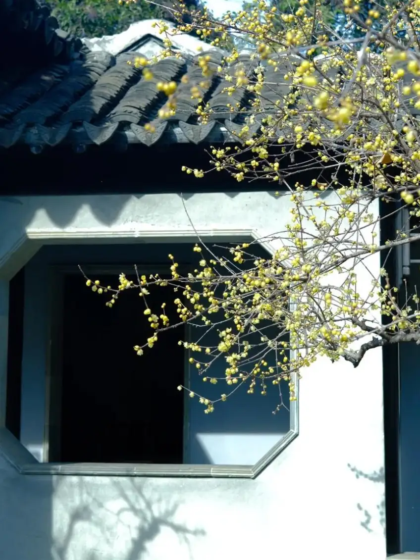 木瀆古鎮臘梅花枝近景