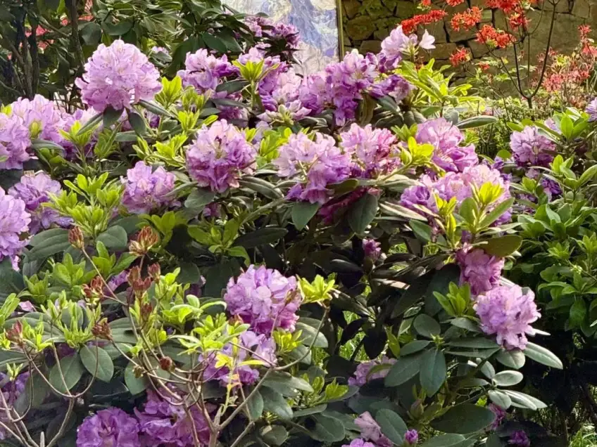 天平山春季杜鵑盛開的山坡花海