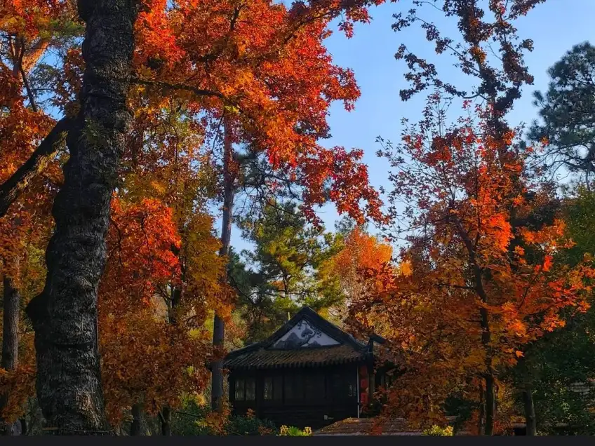 天平山紅楓